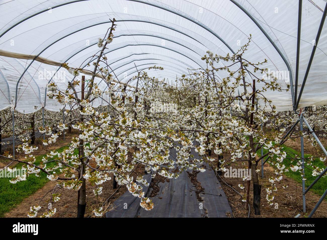 Fruit trees covered in cherry blossom, growing in polytunnel in Kent