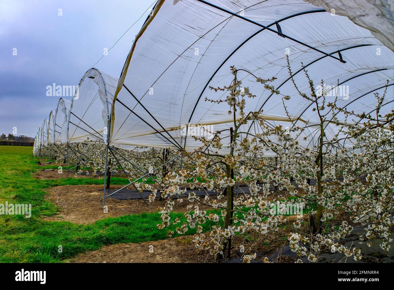 Fruit trees covered in cherry blossom, growing in polytunnels in Kent