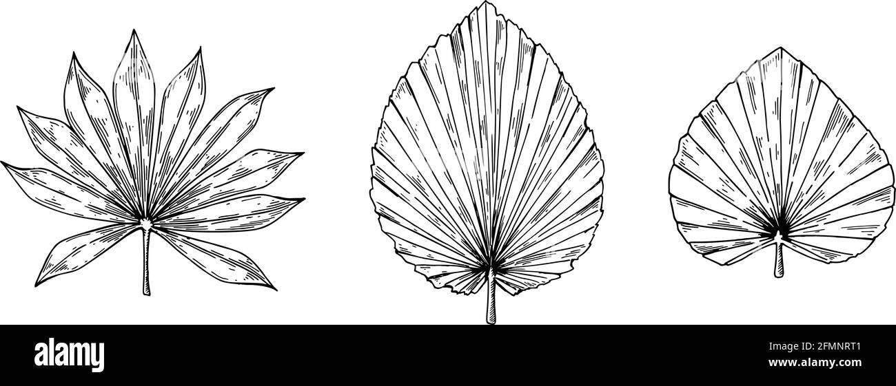 Set of hand drawn dried palm tree leaves isolated on white. Vector illustration in sketch style Stock Vector