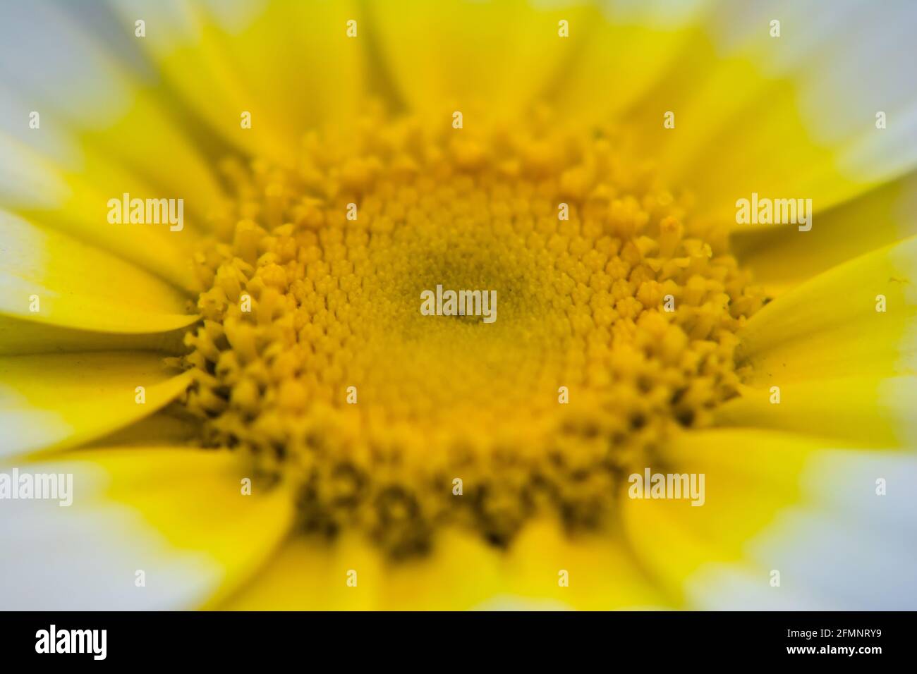 Yellow Mexican sunflower weed (Tithonia diversifolia). Flower of yellow petals with selective focus. Stock Photo