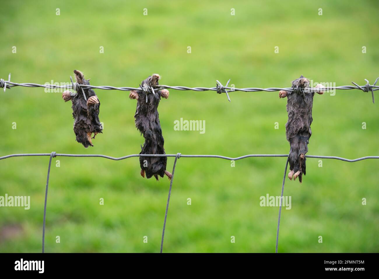 Dead moles hanging on a farm fence near Appleby, Cumbria Stock Photo