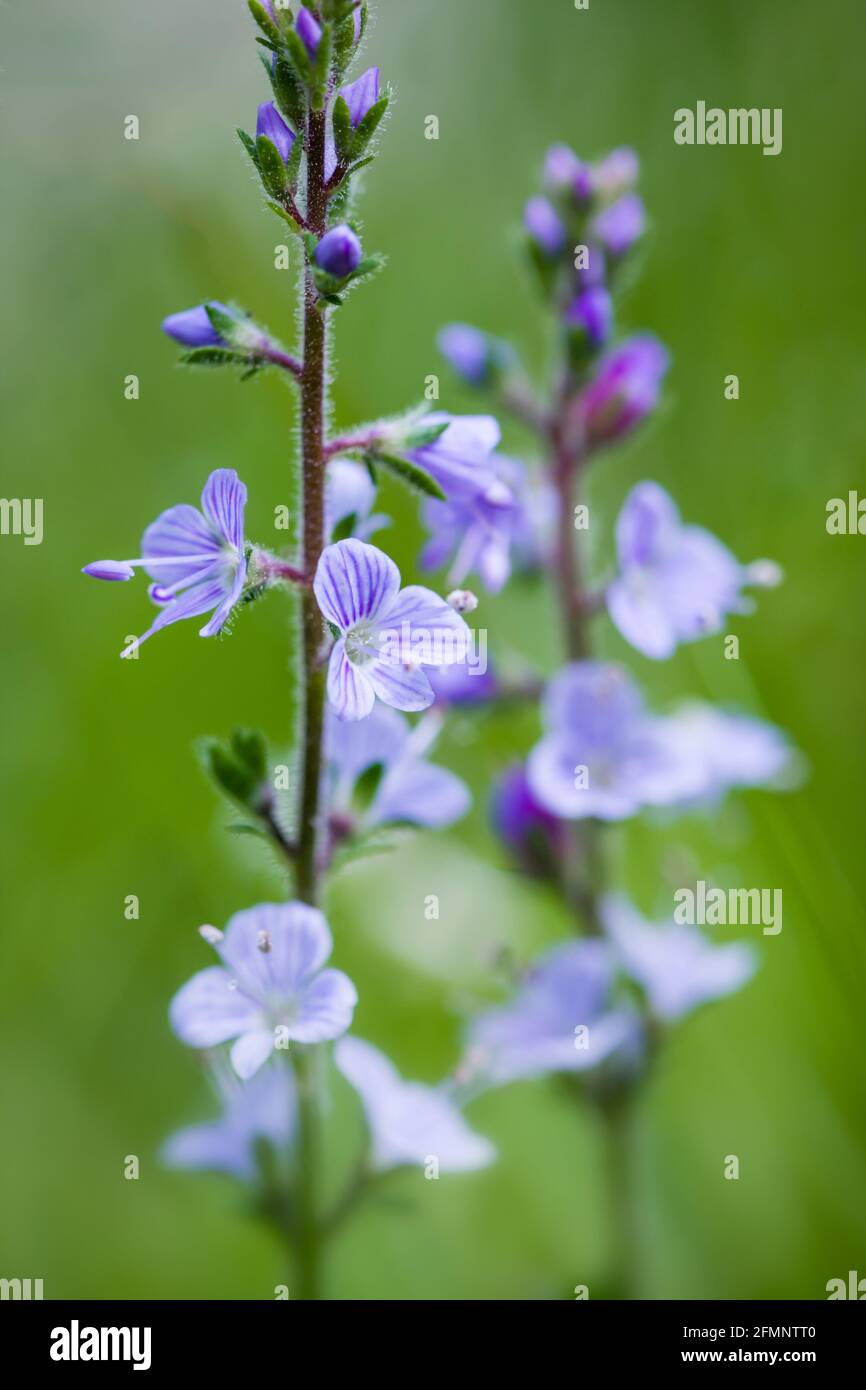 Heath Speedwell Veronica officinalis flower spikes Stock Photo