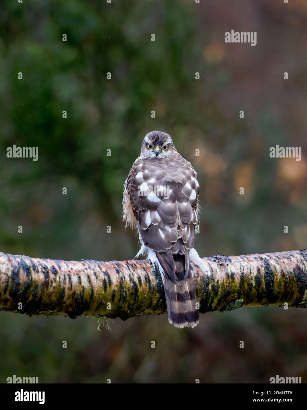 Sparrowhawk Accipiter nisus juvenile sitting on tree branch Highlands of Scotland Stock Photo