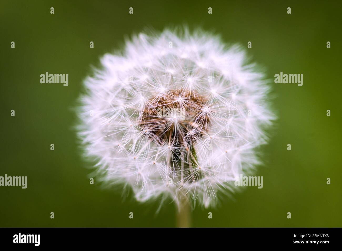 Dandelion Taraxacum officinale seed-head or clock in close up Stock Photo
