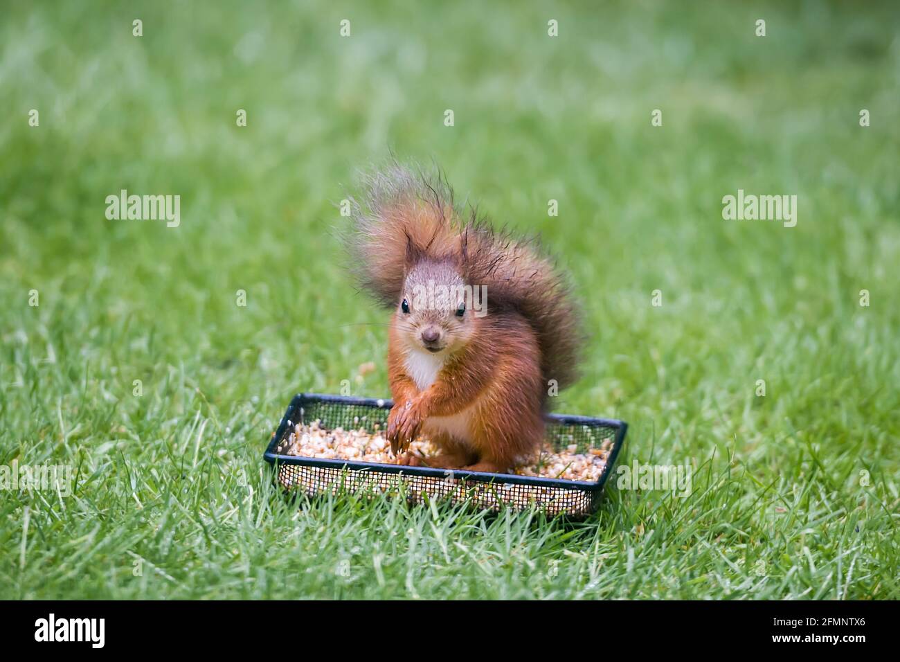 Young Eurasian Red Squirrel Sciurus vulgaris using a ground bird feeder to find food Stock Photo