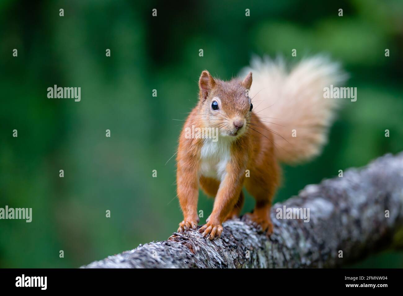 Red squirrel Sciurus vulgaris walking on a log in the Highlands of Scotland Stock Photo