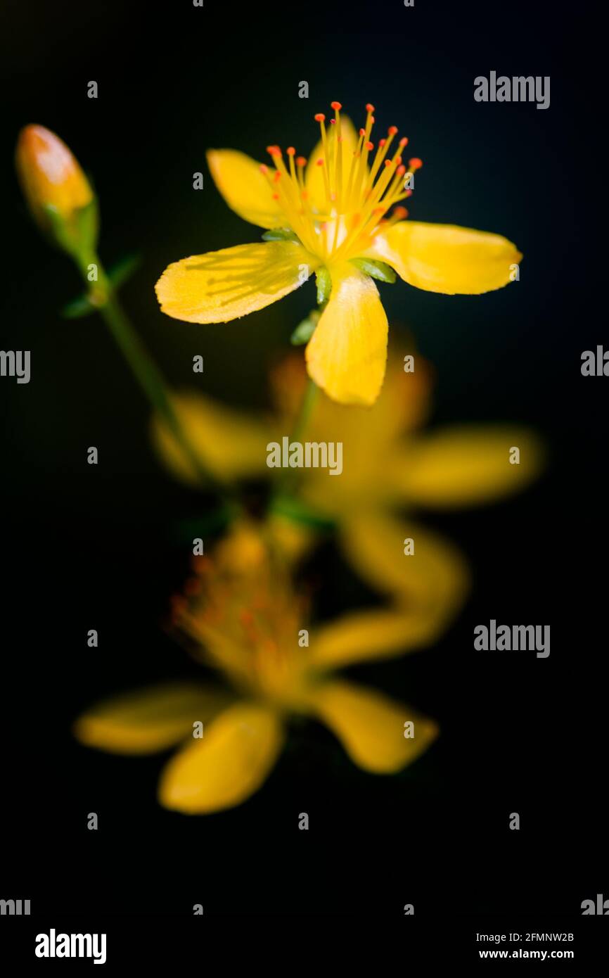 Yellow Slender St John's-wort Hypericum pulchrum flowers Stock Photo