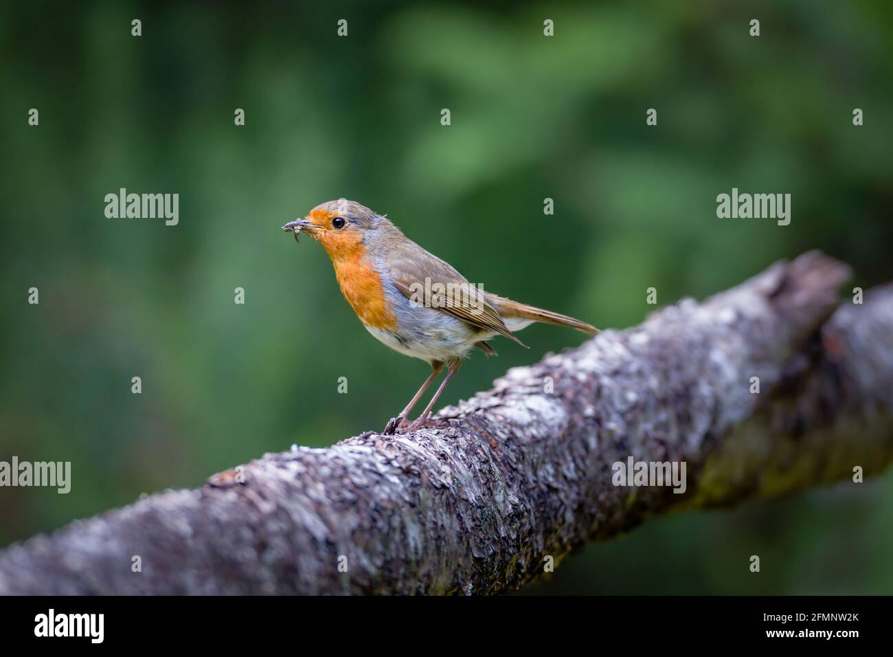 Robin Erithacus rubecula on a log with insect in beak Stock Photo