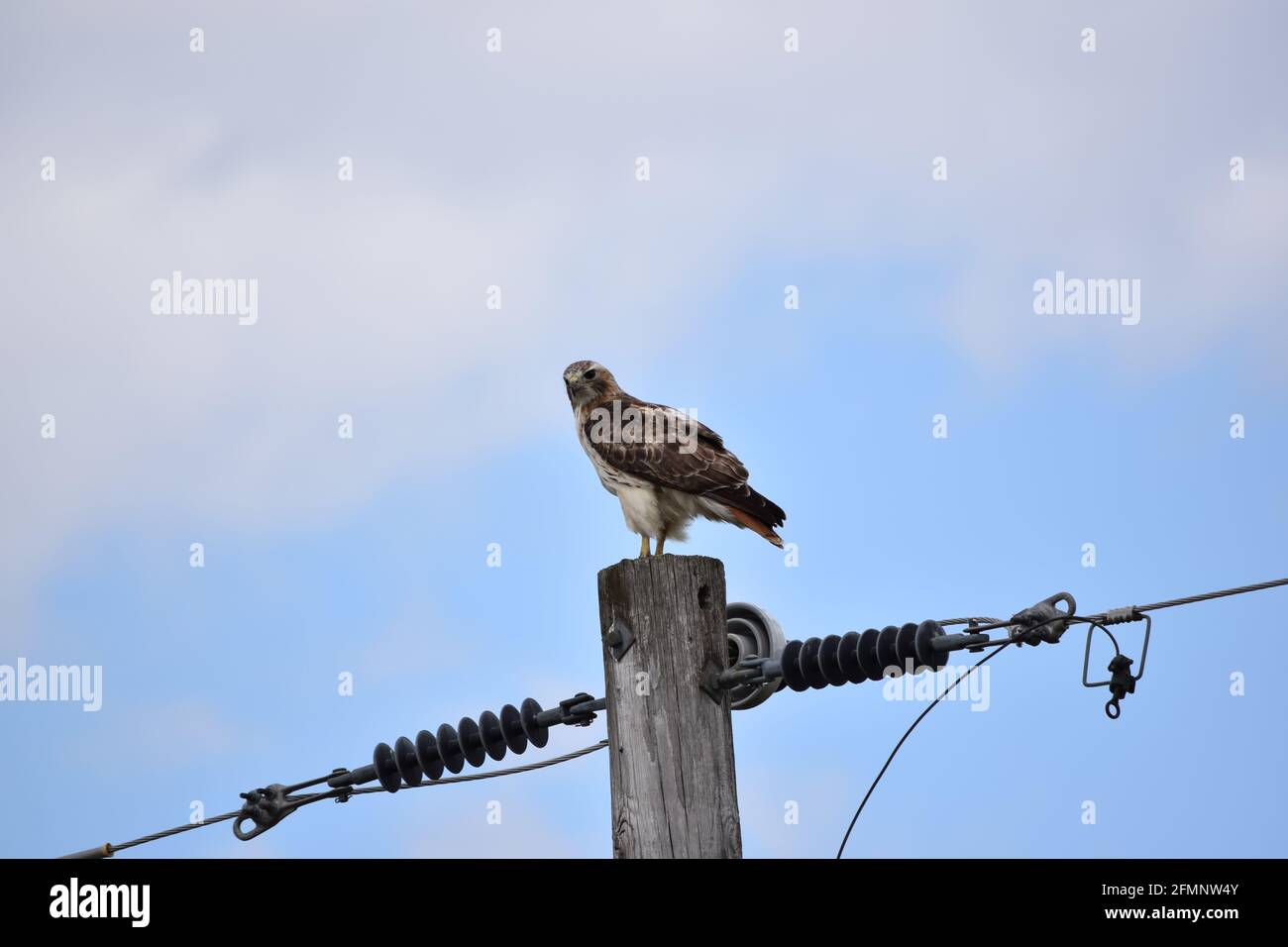 Red tailed hawk perched hires stock photography and images Alamy