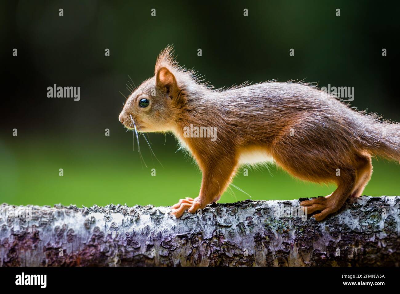 Young Red squirrel Sciurus vulgaris on a log Stock Photo