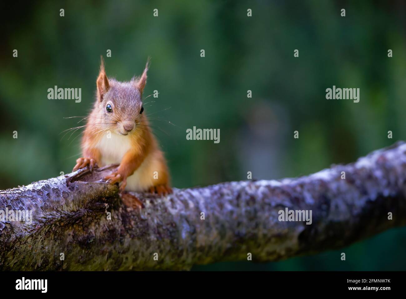 Red squirrel Sciurus vulgaris on a log in the Highlands of Scotland Stock Photo