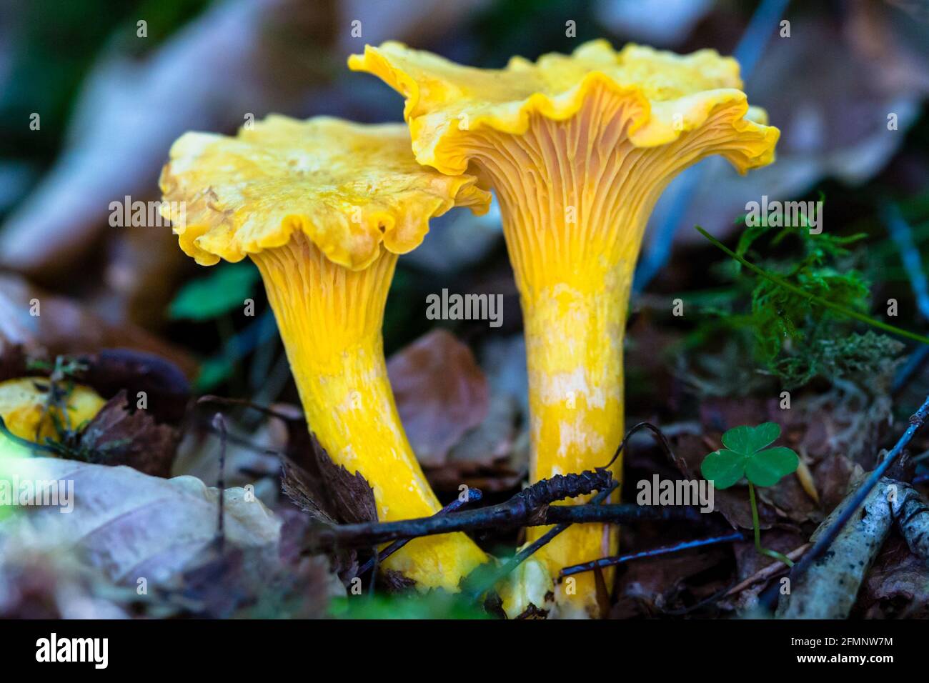 Chanterelle or Girolle Cantharellus cibarius mushrooms growing in a birch woodland Stock Photo
