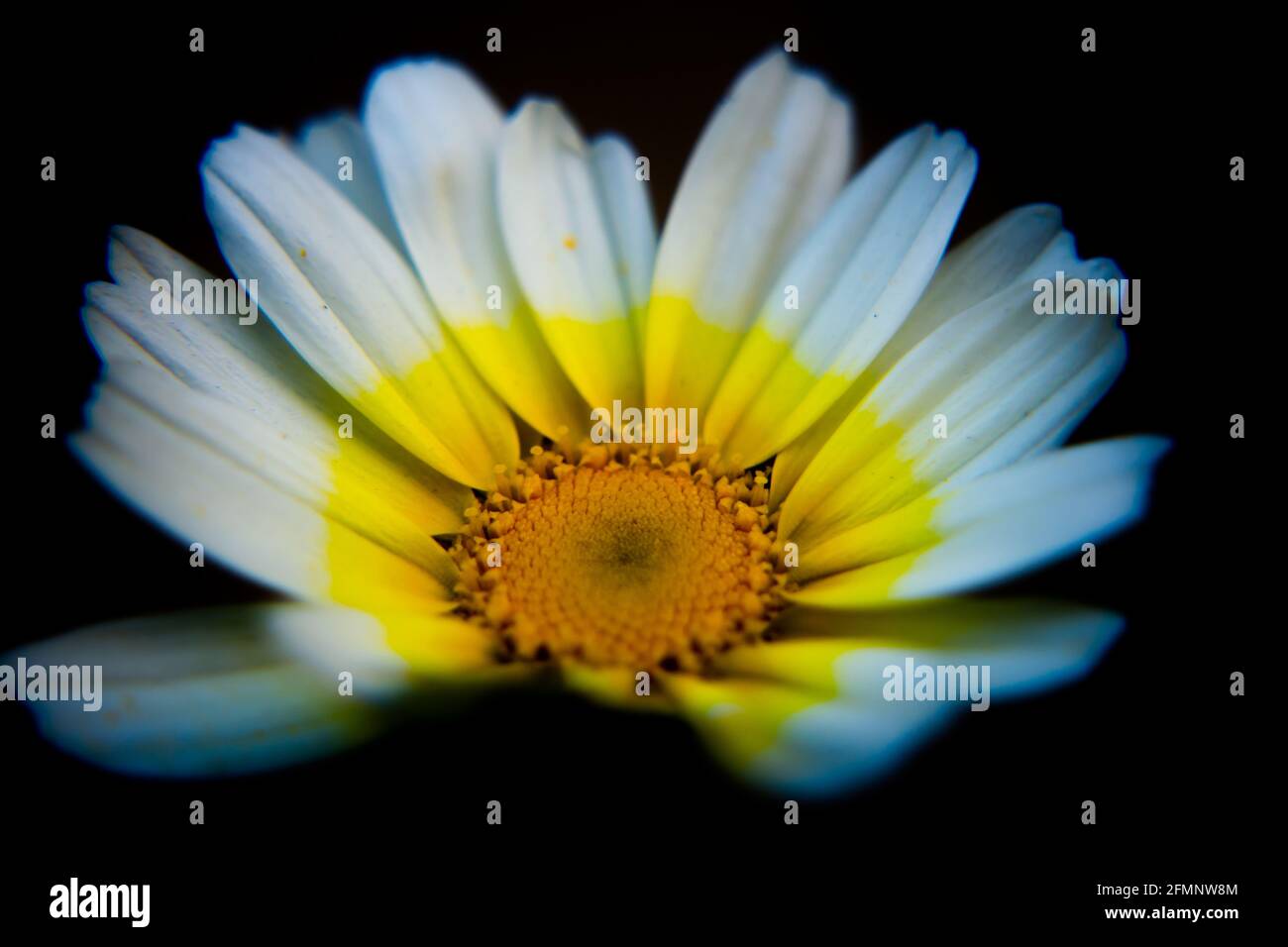 White Mexican sunflower weed (Tithonia diversifolia). Flower of yellow petals with selective focus. Stock Photo