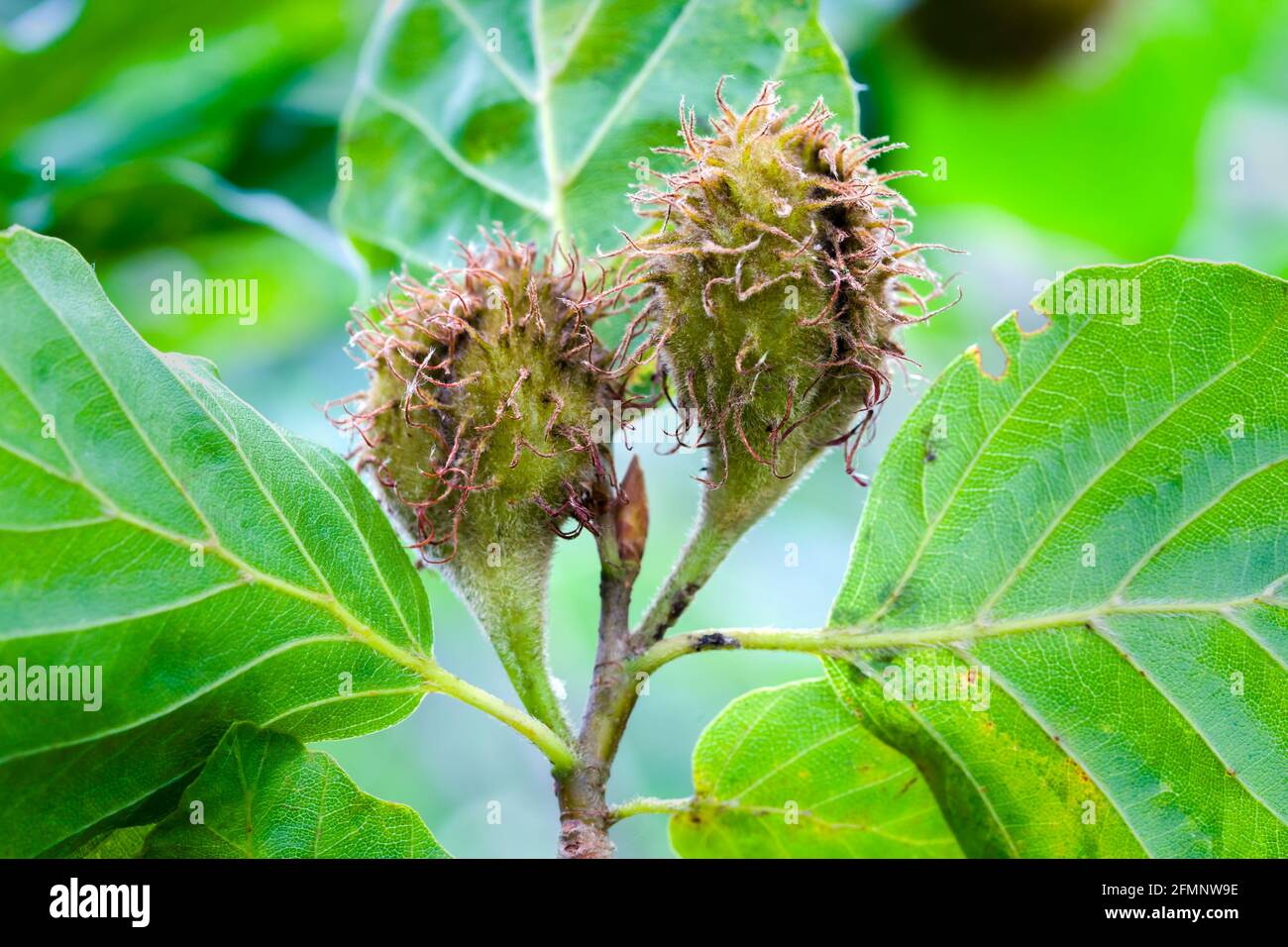 Common or European Beech tree Fagus sylvatica nuts also know as beechmast growing on tree prior to ripening Stock Photo