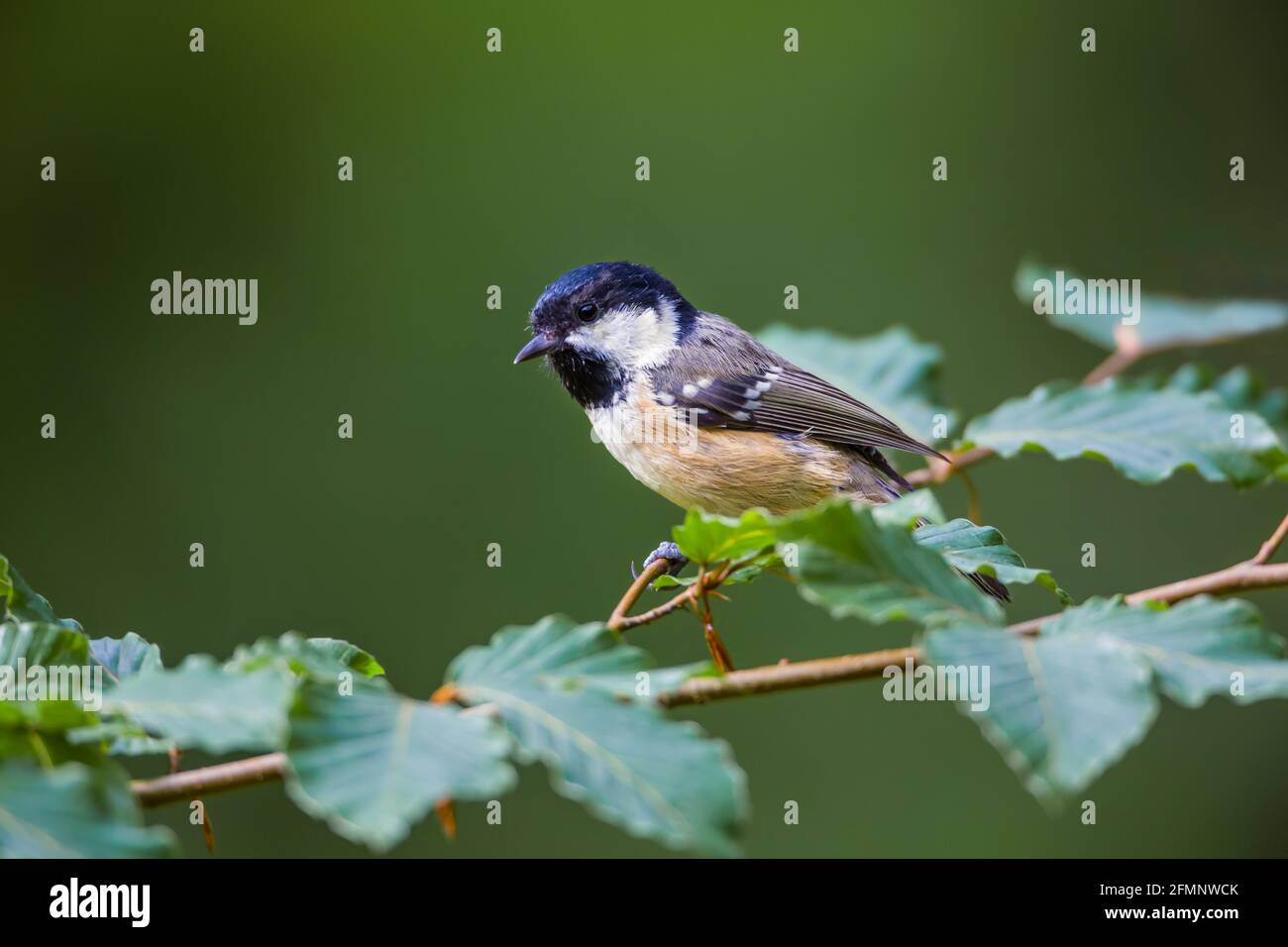 Coal tit Periparus ater on the branch of a beech tree Stock Photo