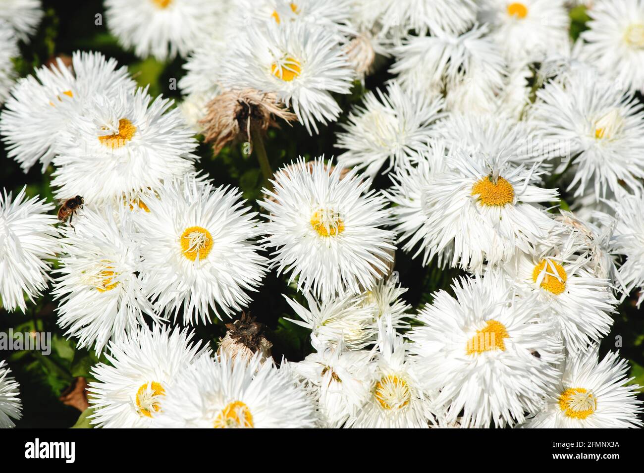 Popular spring flowers Daisy bellis Pomponette blossom in the garden Stock Photo