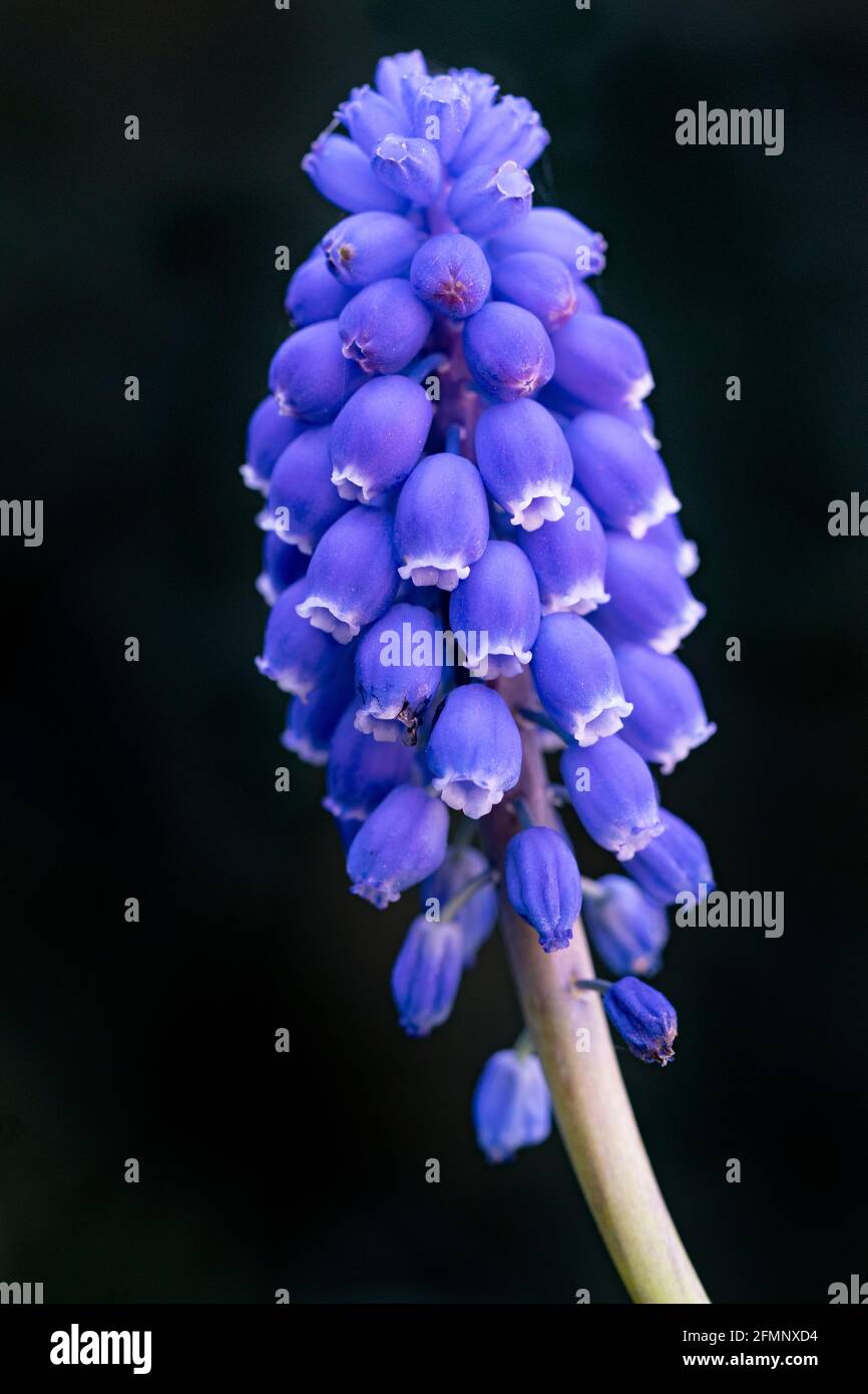 Flower head of a Muscari, commonly known as grape hyacinth, in springtime Stock Photo