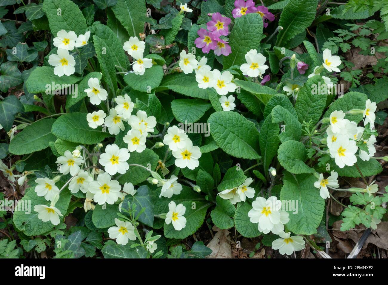 Bunches of wild primroses (Primula vulgaris) growing in woodland in springtime Stock Photo