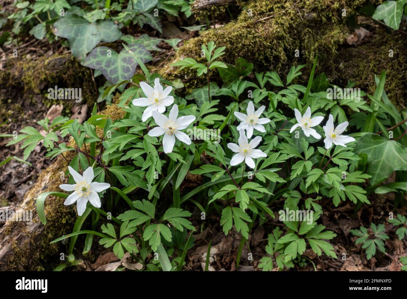 Wood anemone (Anemone nemorosa, Anemonoides nemorosa), also known as