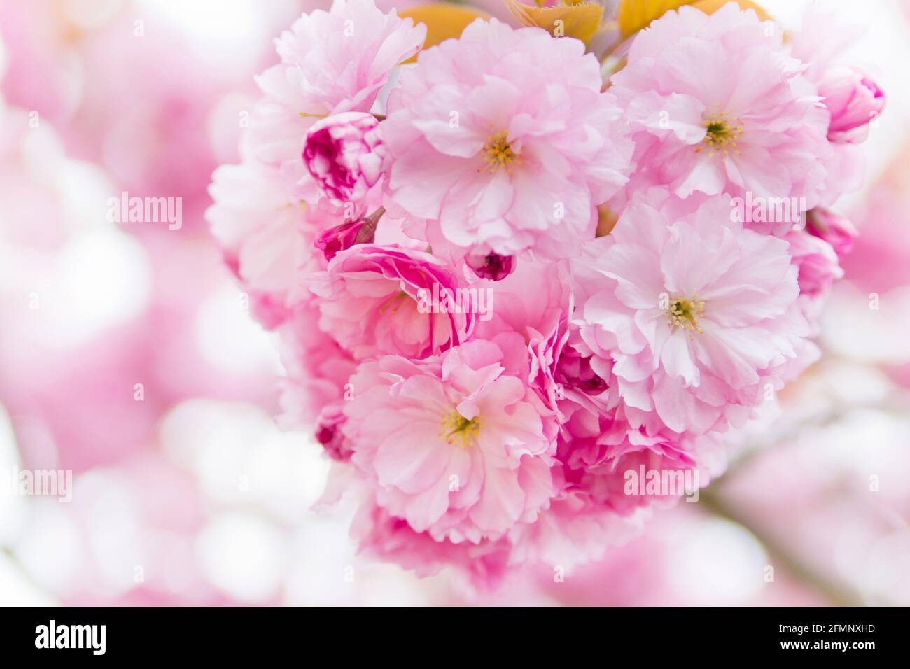 Close-up of pink cherry blossoms on a tree -  selective focus blurred background Stock Photo