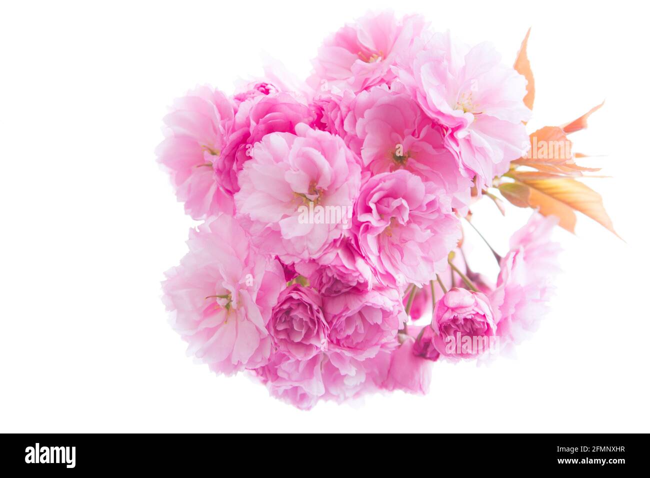 Close-up of pink cherry blossoms on a tree - isolated on white background Stock Photo