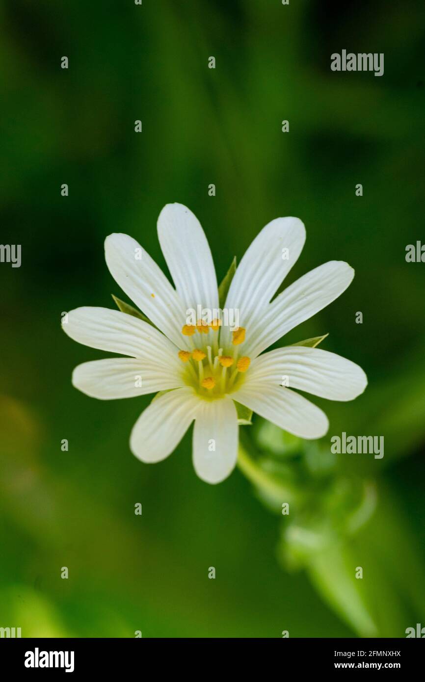 Greater Stitchwort wild flower (Stellaria holostea) (Rabelera holostea) Stock Photo