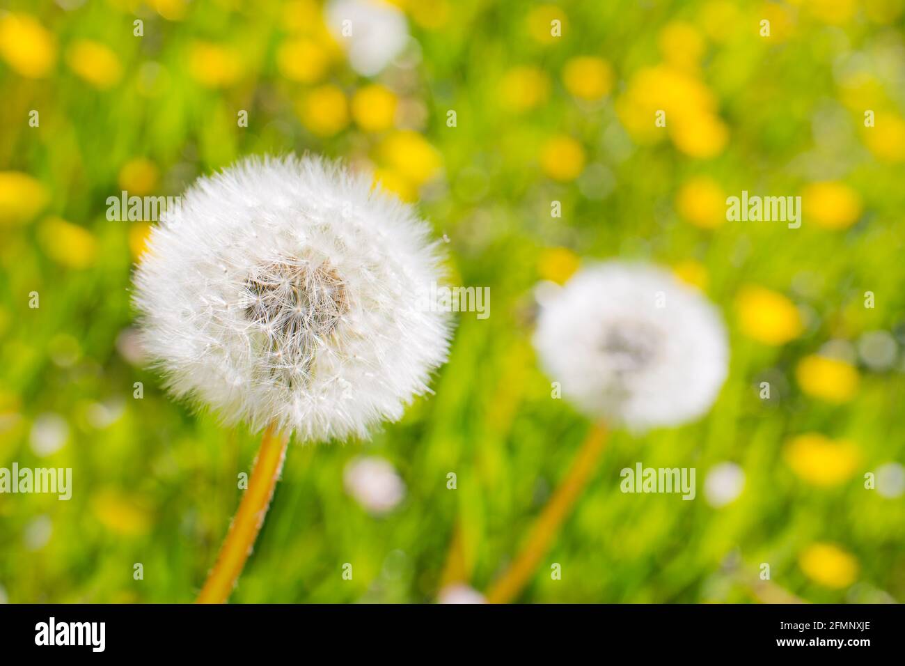 Close-up of a dandelion in a green meadow with yellow blossoms - selective focus Stock Photo