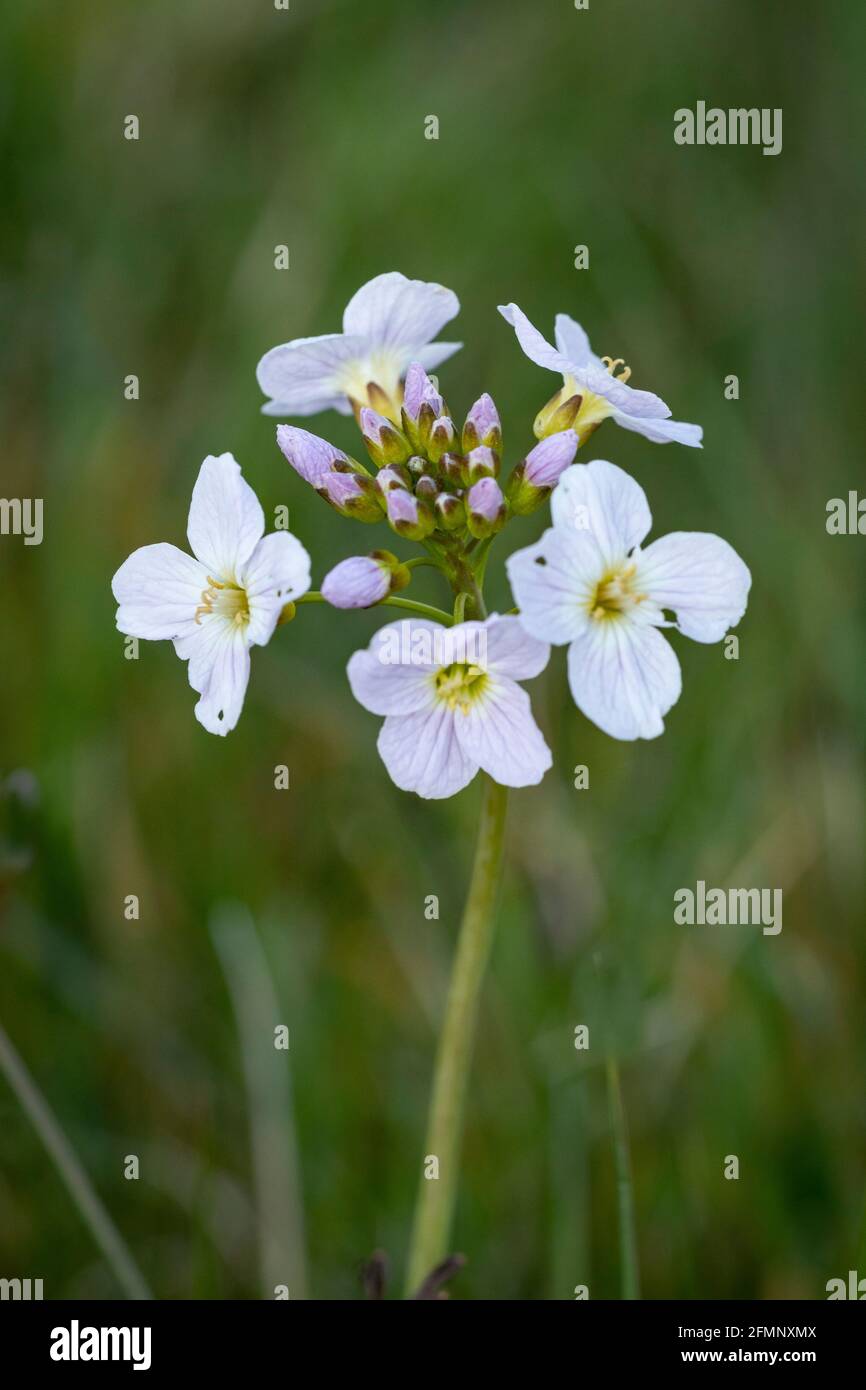 Lady's smock (Cardamine pratensis), also known as cuckoo flower Stock Photo