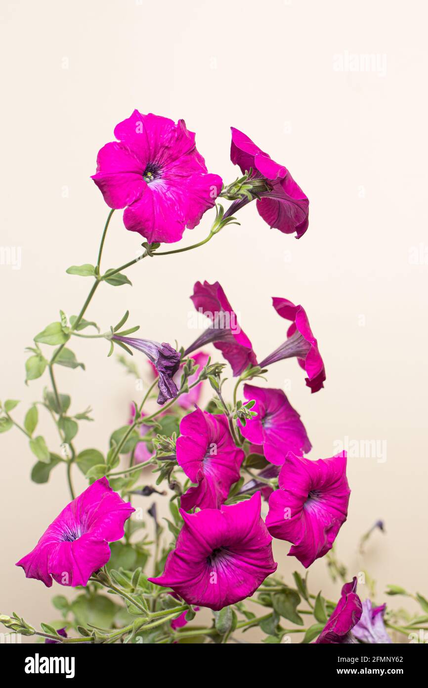 Pink petunia - houseplant on a beige light background, vertical photo Stock Photo