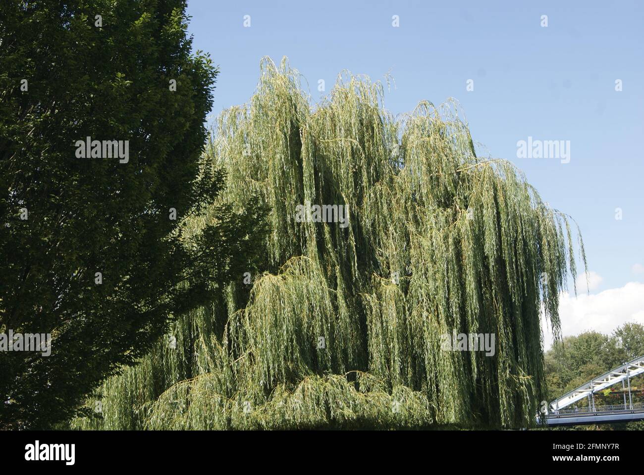 Le saule pleureur au bord de l'Yonne à Monéteau. Stock Photo