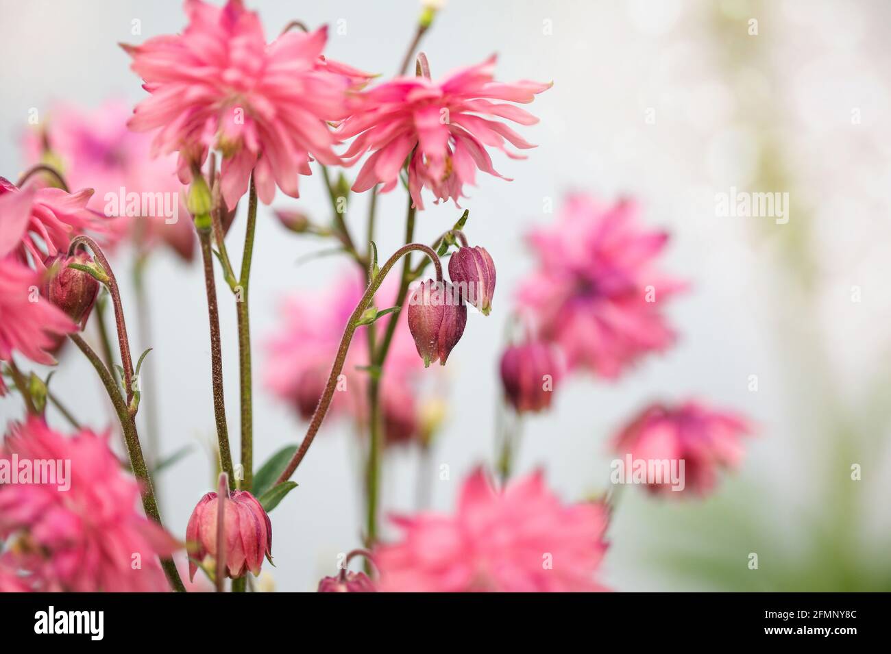 Beautiful Aquilegia vulgaris 'Clementine Salmon-Rose' blossoms in the flower garden. Selective focus with blurred background. Stock Photo