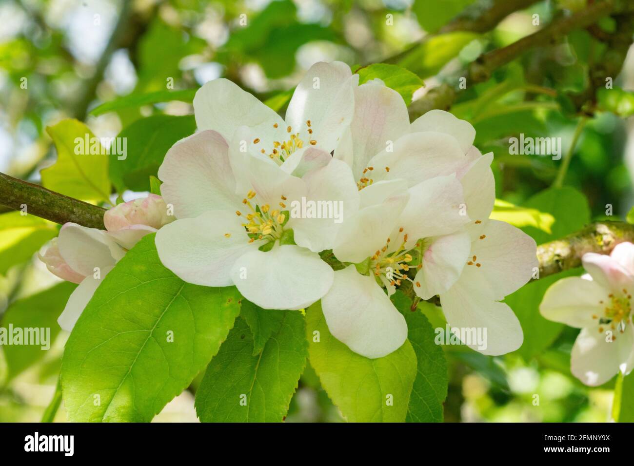 Wild apple blossom (Malus) Stock Photo