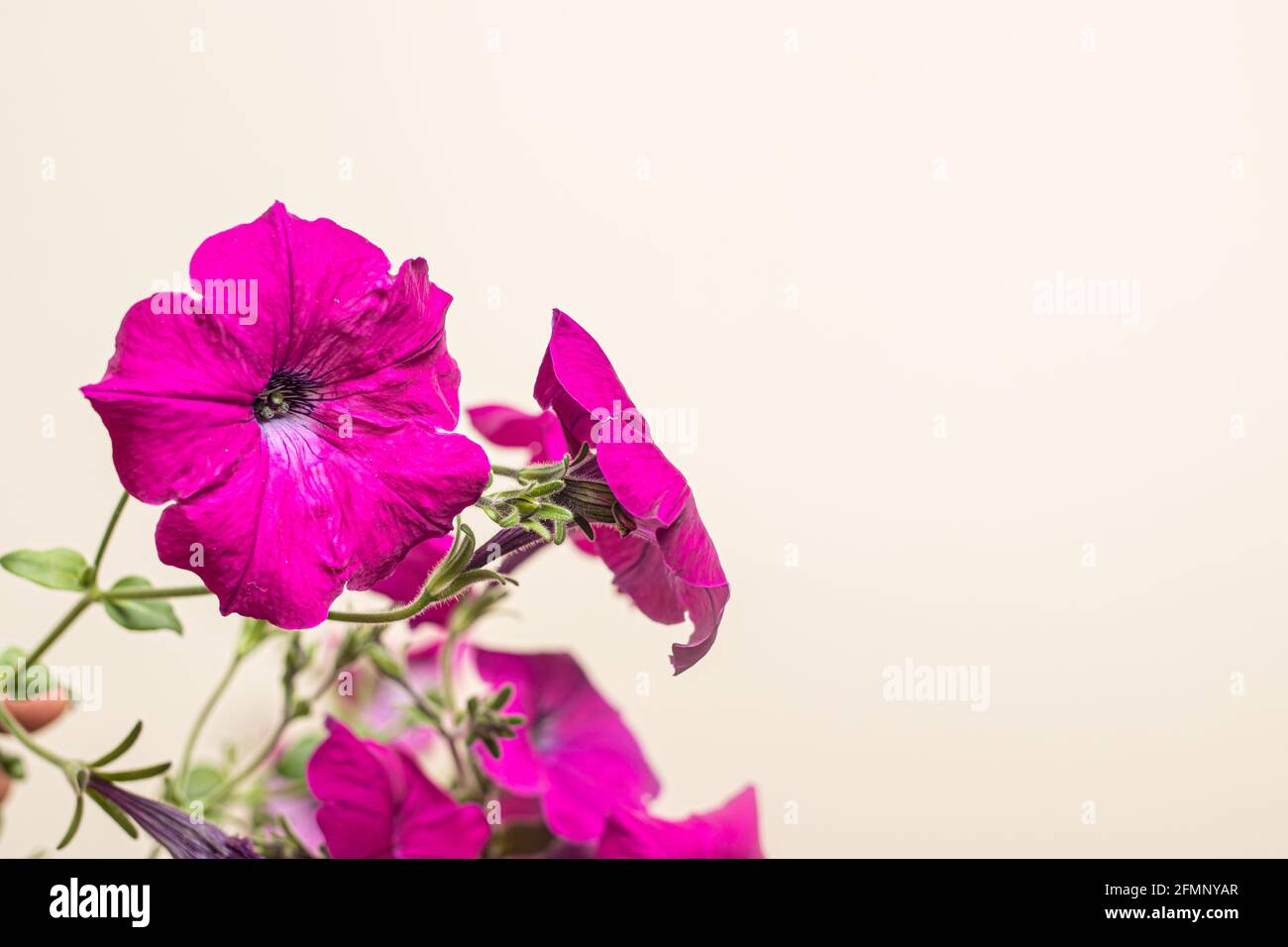 Pink petunia - houseplant on a beige light background. Place for text, gardening shop Stock Photo