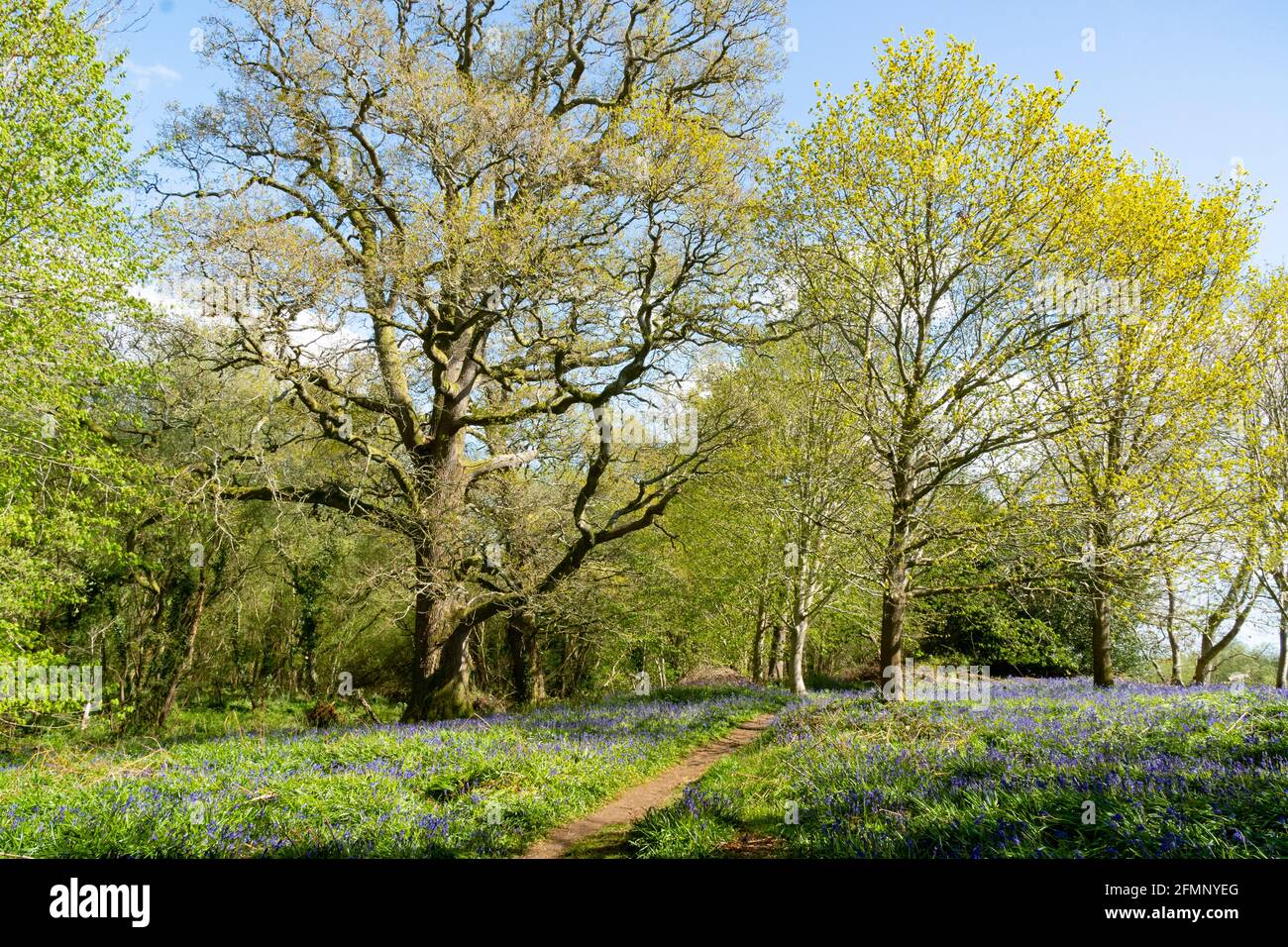 Ancient British bluebell wood in Springtime. Stock Photo