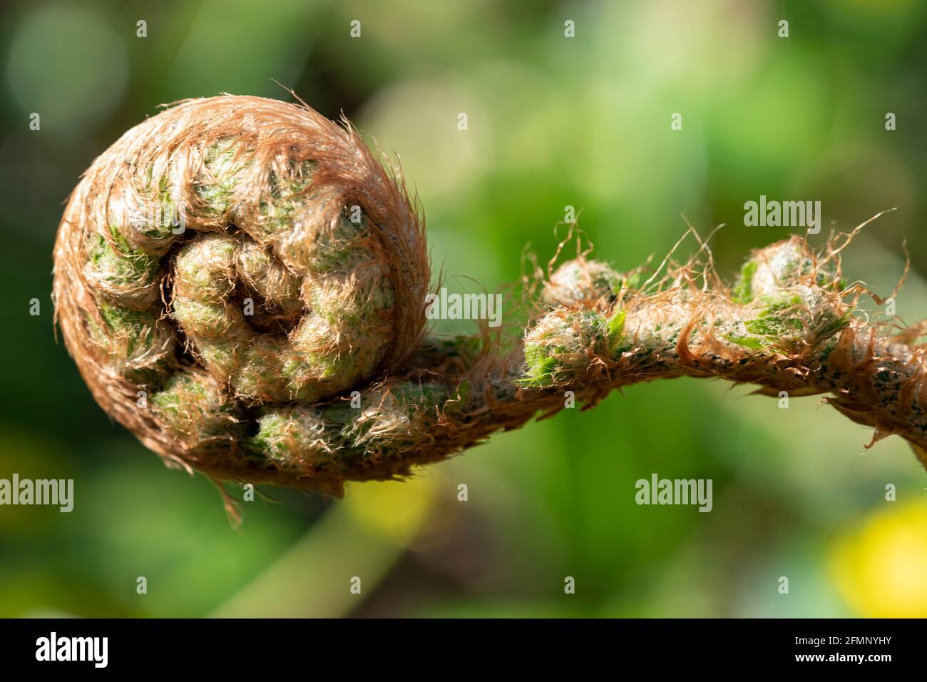An unfurling fern frond in springtime, UK Stock Photo