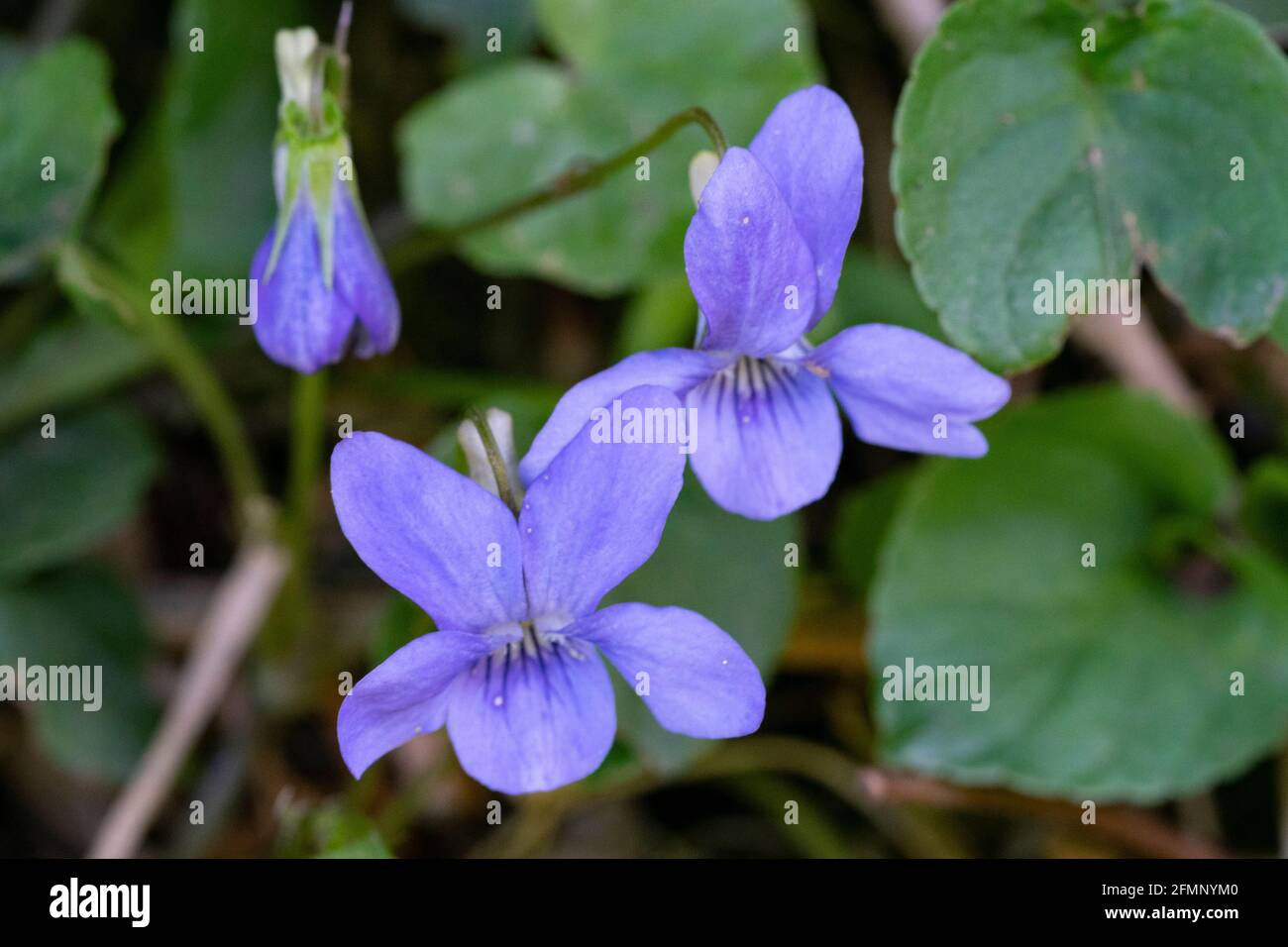 Wild springtime flower violets (Viola) Stock Photo