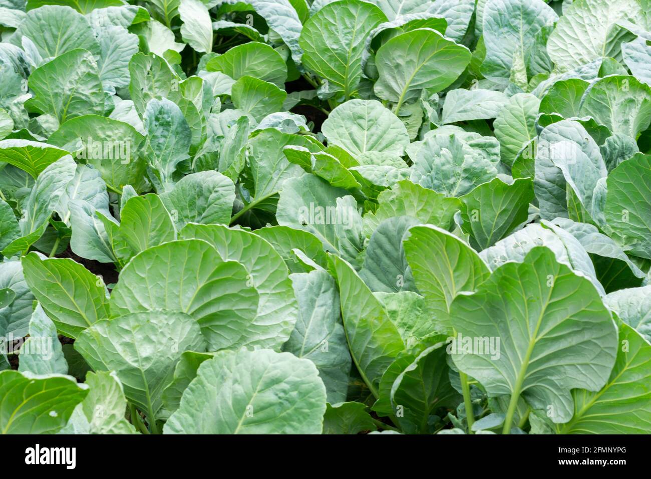fresh cabbage leaves background - organic agriculture Stock Photo