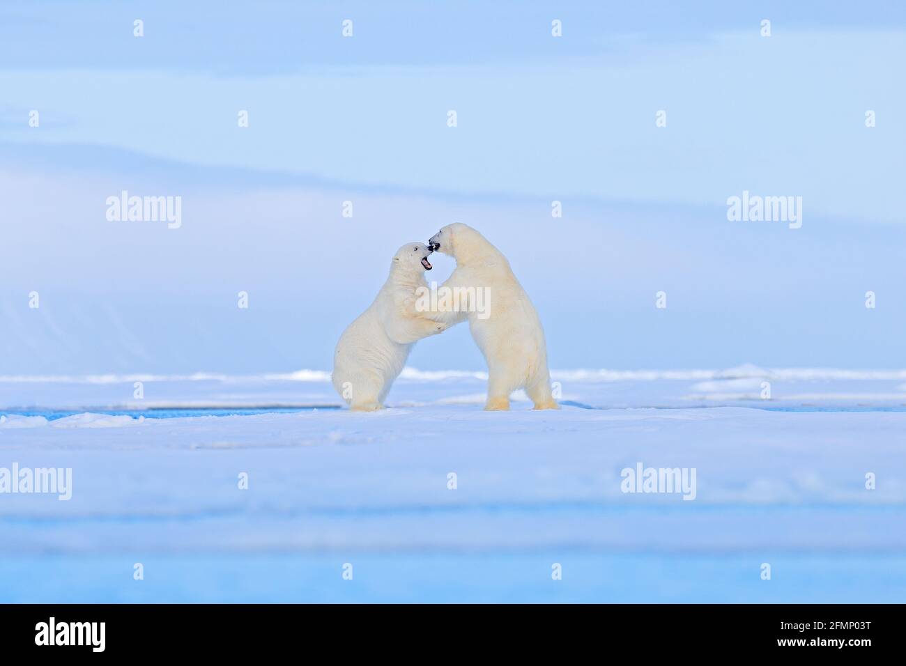 Polar bear dancing fight on the ice. Two bears love on drifting ice with snow, white animals in nature habitat, Svalbard, Norway. Animals playing in s Stock Photo