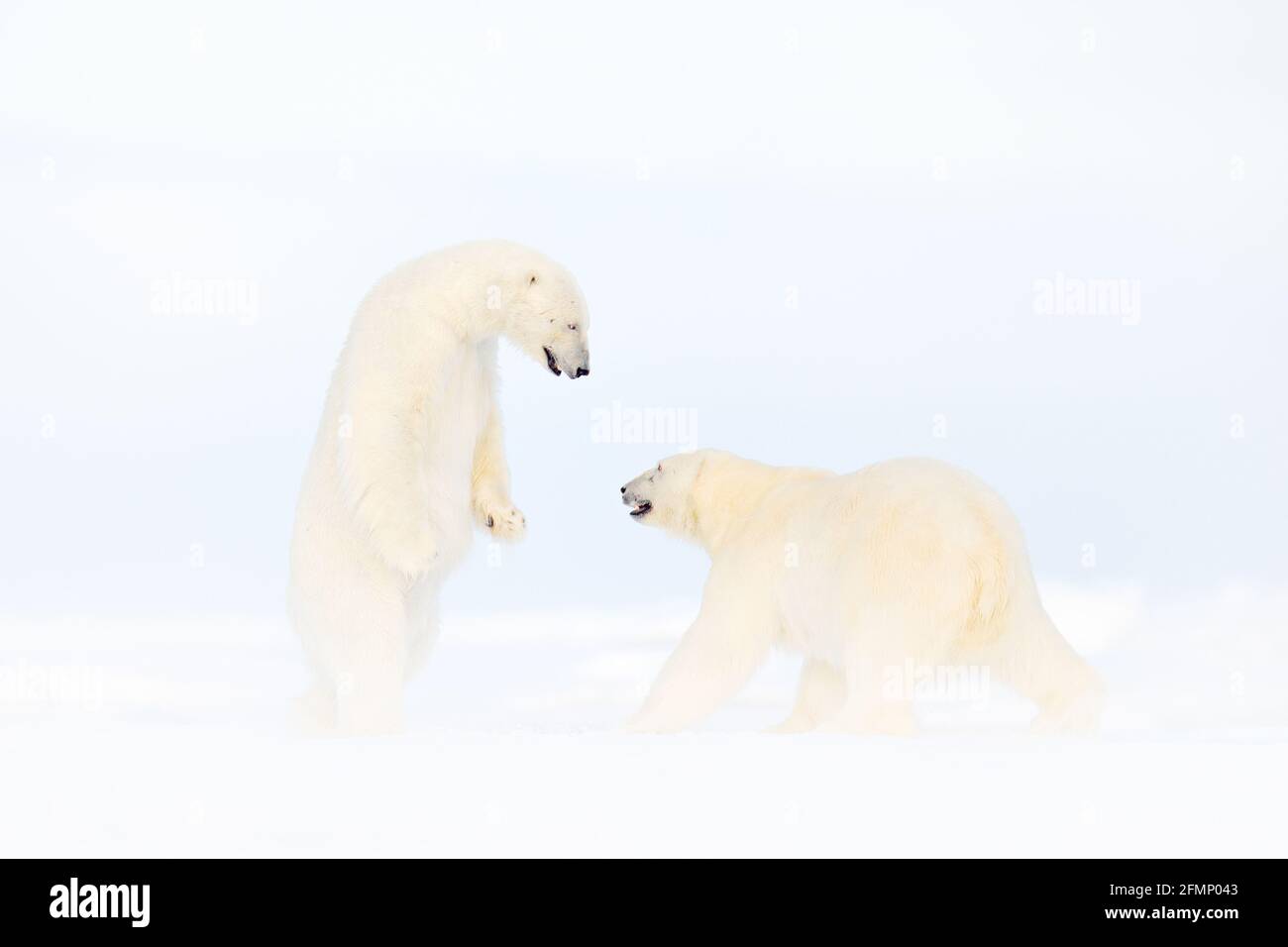 Polar bear dancing fight on the ice. Two bears love on drifting ice with snow, white animals in nature habitat, Svalbard, Norway. Animals playing in s Stock Photo
