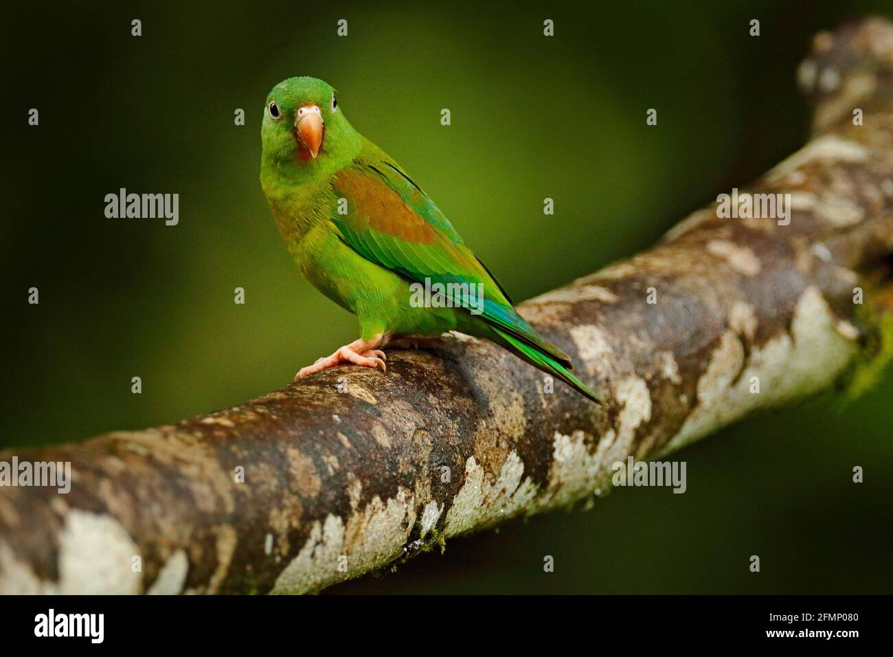 Tovi orange-chinned parakeet, Brotogeris jugularis, portrait of light green parrot with red head, Costa Rica. Wildlife scene from tropical nature. Bir Stock Photo