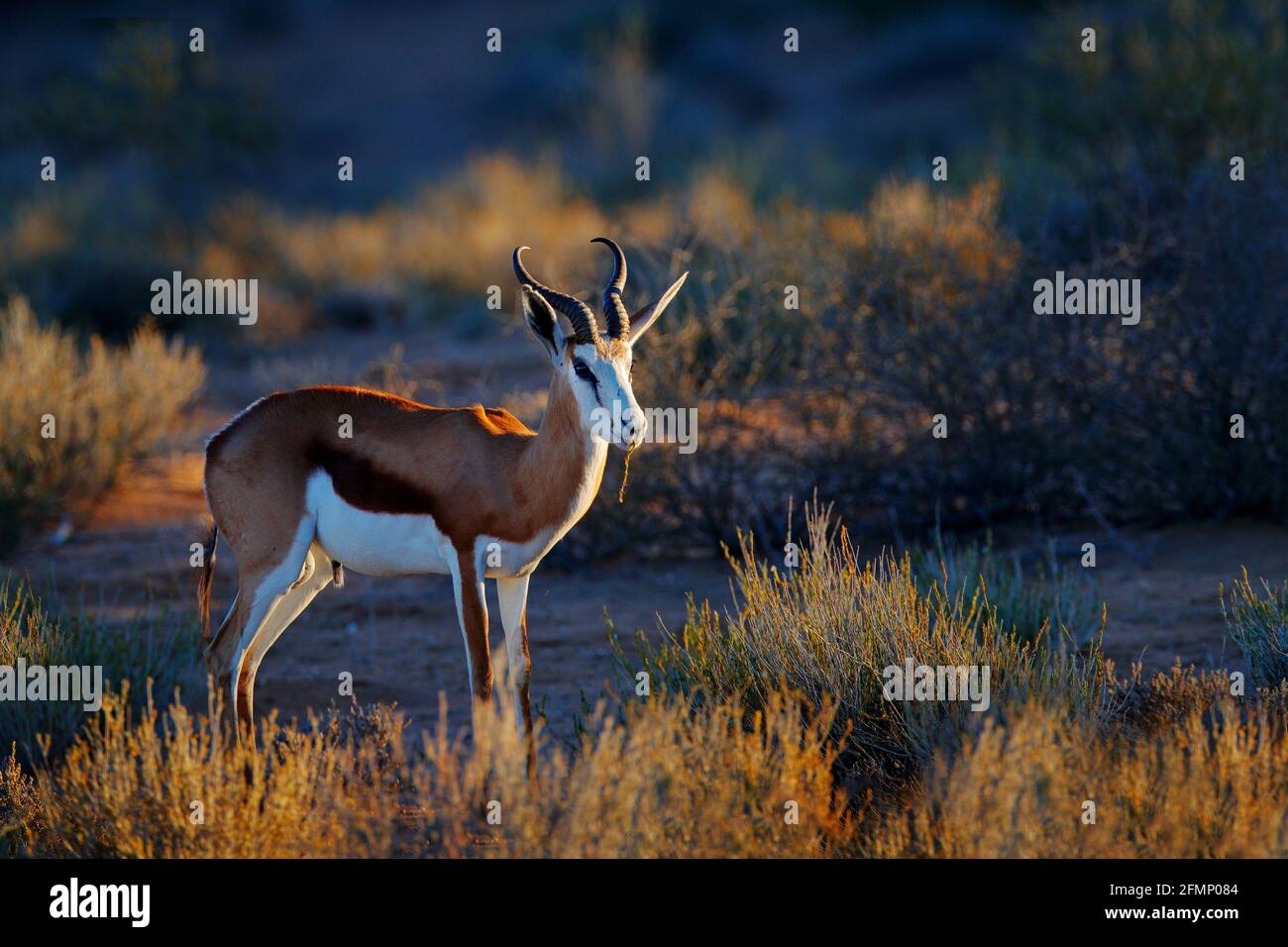 Springbok antelope, Antidorcas marsupialis, in the African dry habitat, Kgaladadi, Botswana. Mammal from Africa. Sunrise, springbok in evening back li Stock Photo