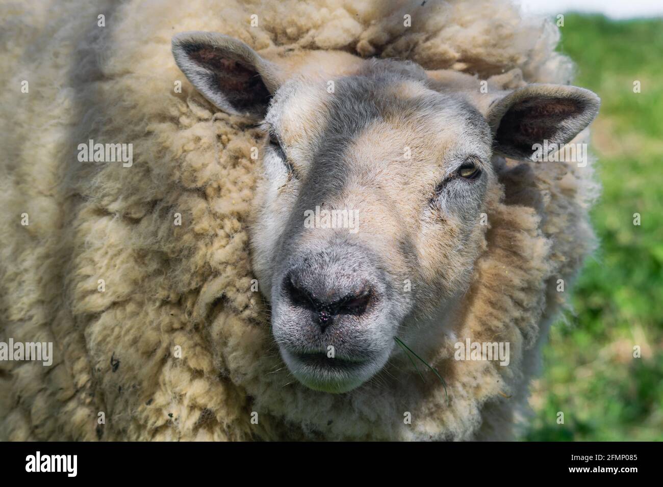 Hornless ram head closeup, fluffy sheep with lots of wool grown, ram resting in she shade in sunny day with green grass and clear blue sky in the back Stock Photo