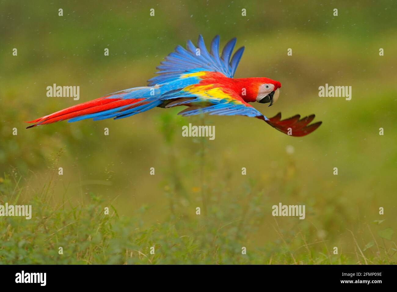 Macaw parrot flying in dark green vegetation with beautiful back light and rain. Scarlet Macaw, Ara macao, in tropical forest, Costa Rica. Wildlife sc Stock Photo