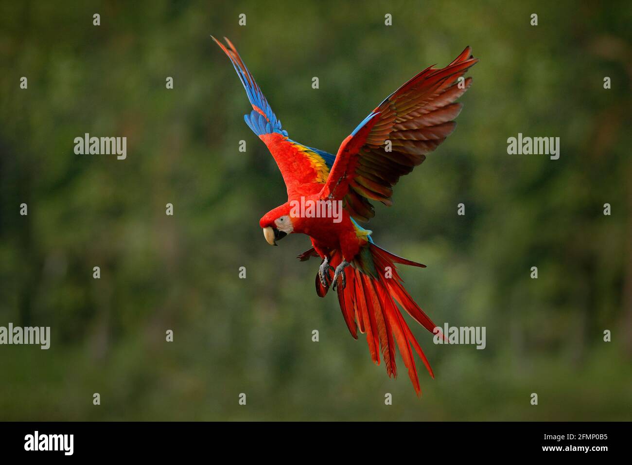 Macaw parrot flying in dark green vegetation with beautiful back light and rain. Scarlet Macaw, Ara macao, in tropical forest, Costa Rica. Wildlife sc Stock Photo