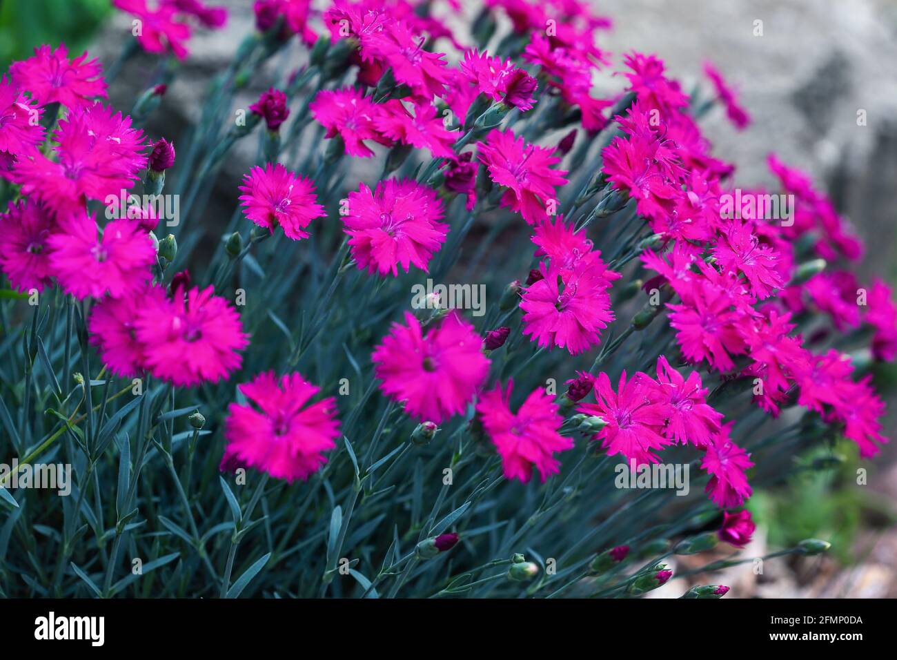 Fuschia colored Dianthus flowers, or Pinks, growing full bloom in the garden. Selective focus with blurred background. Stock Photo