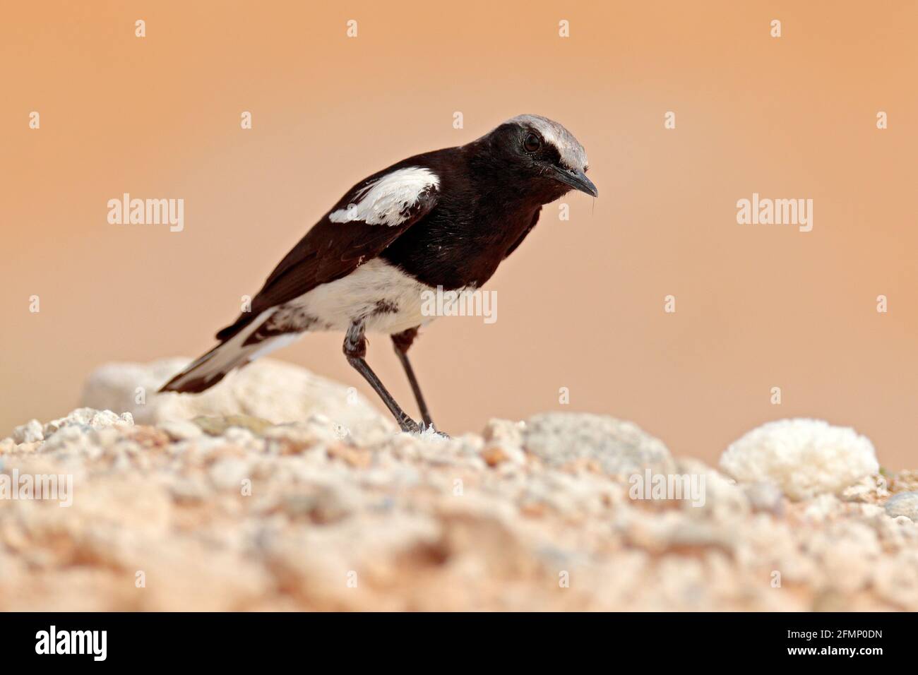 Mountain Wheatear, Myrmecocichla monticola, black and white bird in sand desert in Namibia, dark form bird. Animal behaviour in Africa. Wind in the bi Stock Photo