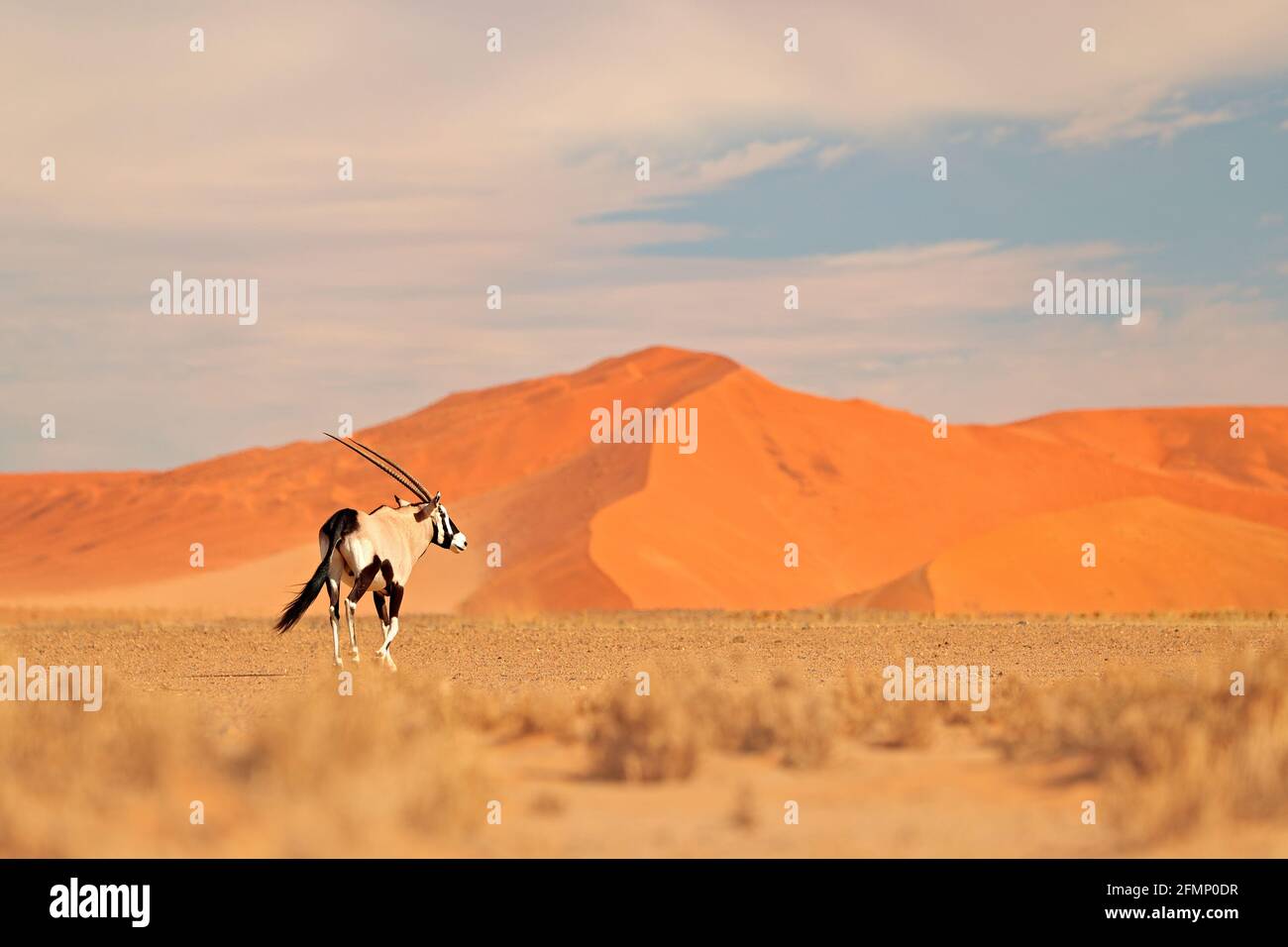 Gemsbok with orange sand dune evening sunset. Gemsbuck, Oryx gazella, large antelope in nature habitat, Sossusvlei, Namibia. Wild animals in the savan Stock Photo