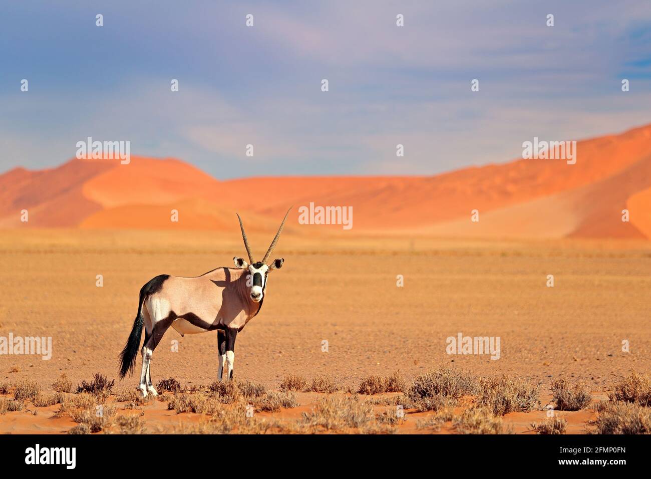 Gemsbok with orange sand dune evening sunset. Gemsbuck, Oryx gazella, large antelope in nature habitat, Sossusvlei, Namibia. Wild animals in the savan Stock Photo