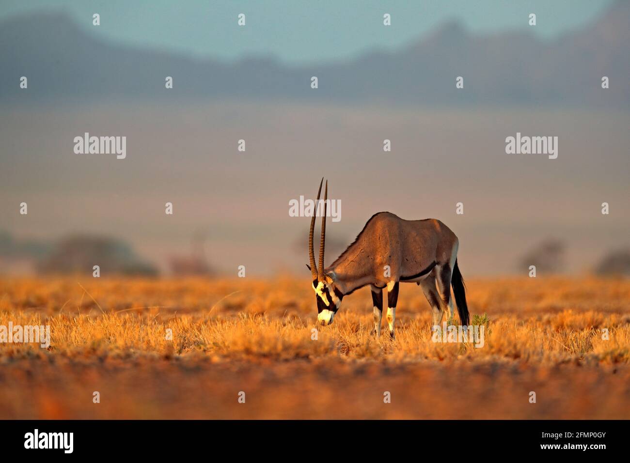Oryx gazella beautiful iconic gemsbok antelope from Namib desert, Namibia. Oryx with orange sand dune evening sunset. Gemsbock large antelope in natur Stock Photo