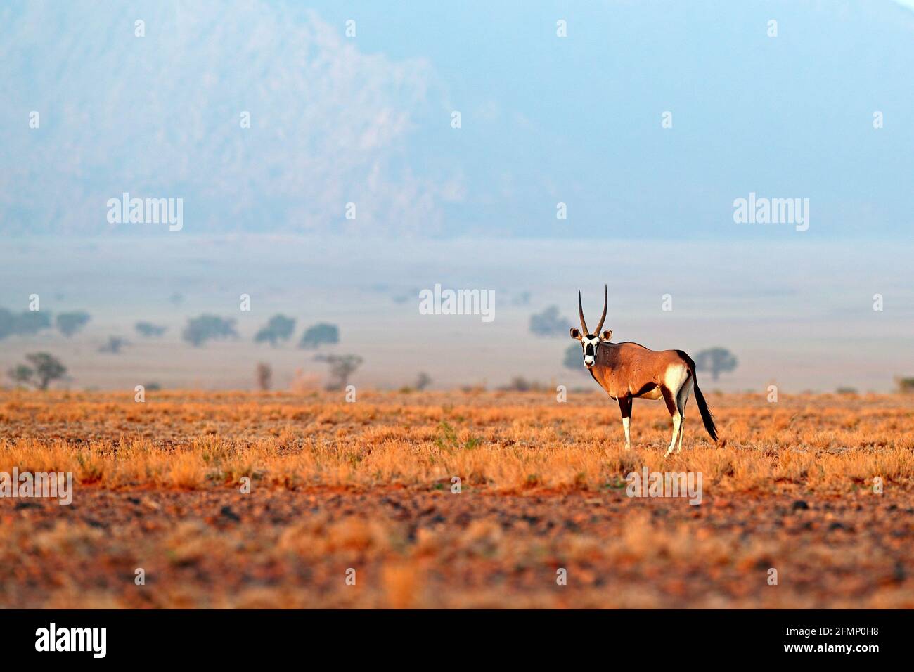 Oryx gazella beautiful iconic gemsbok antelope from Namib desert, Namibia. Oryx with orange sand dune evening sunset. Gemsbock large antelope in natur Stock Photo